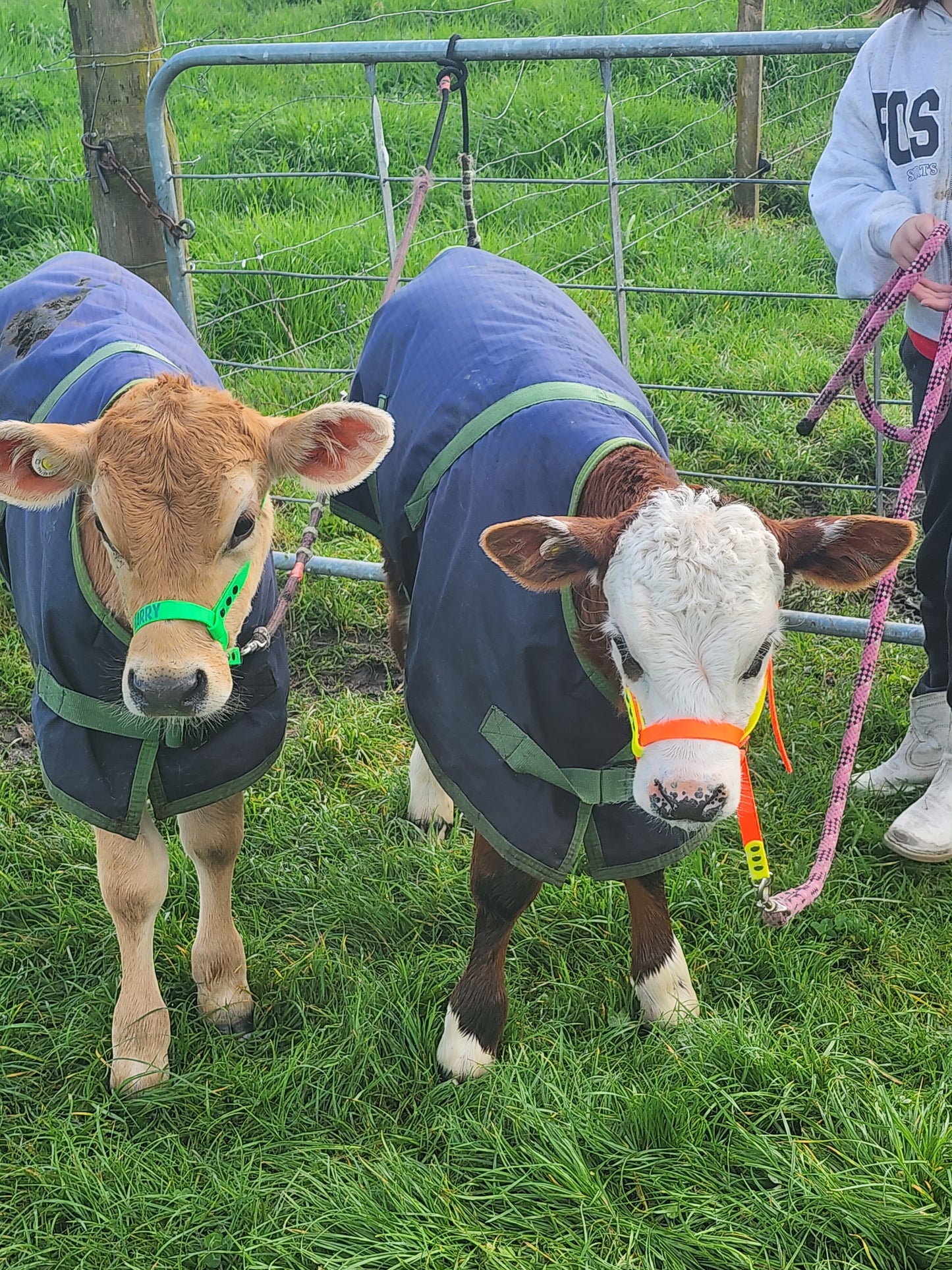 BioThane CALF Halter (custom made & waterproof)