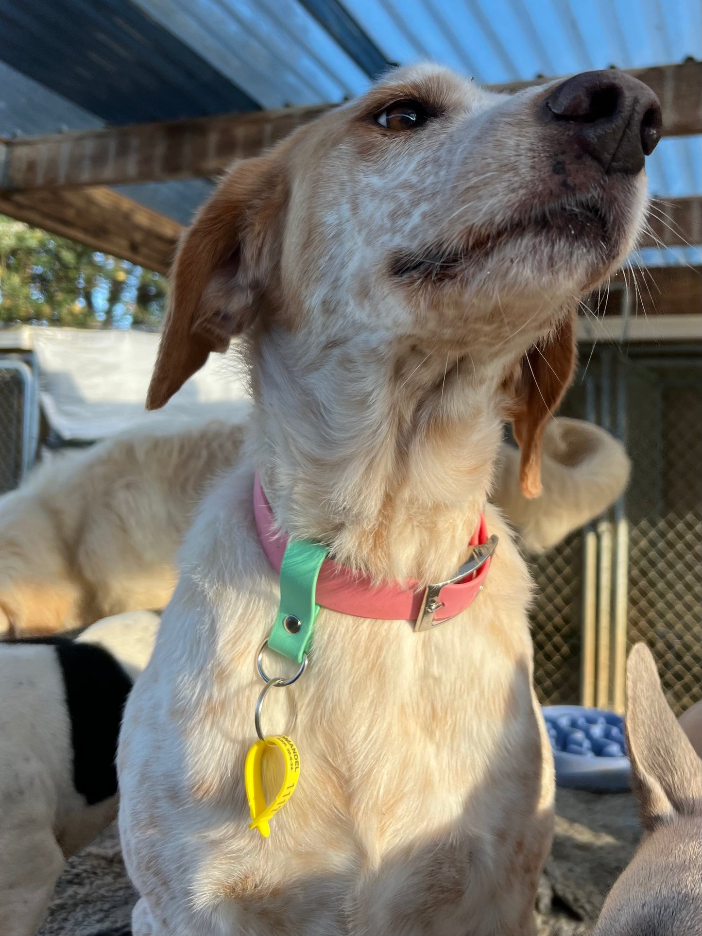 BioThane Collar Tag Holder