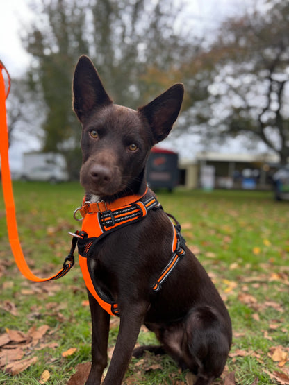 Adjustable Dog Harness - True Love