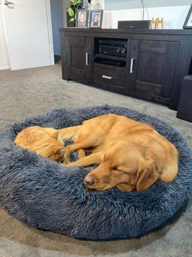 Calming Pet Bed *SPECIAL ORDER PRODUCT*