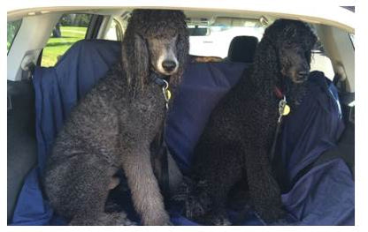 WATERPROOF FLAT SHEETS – FOR PETS (from Brolly Sheets)