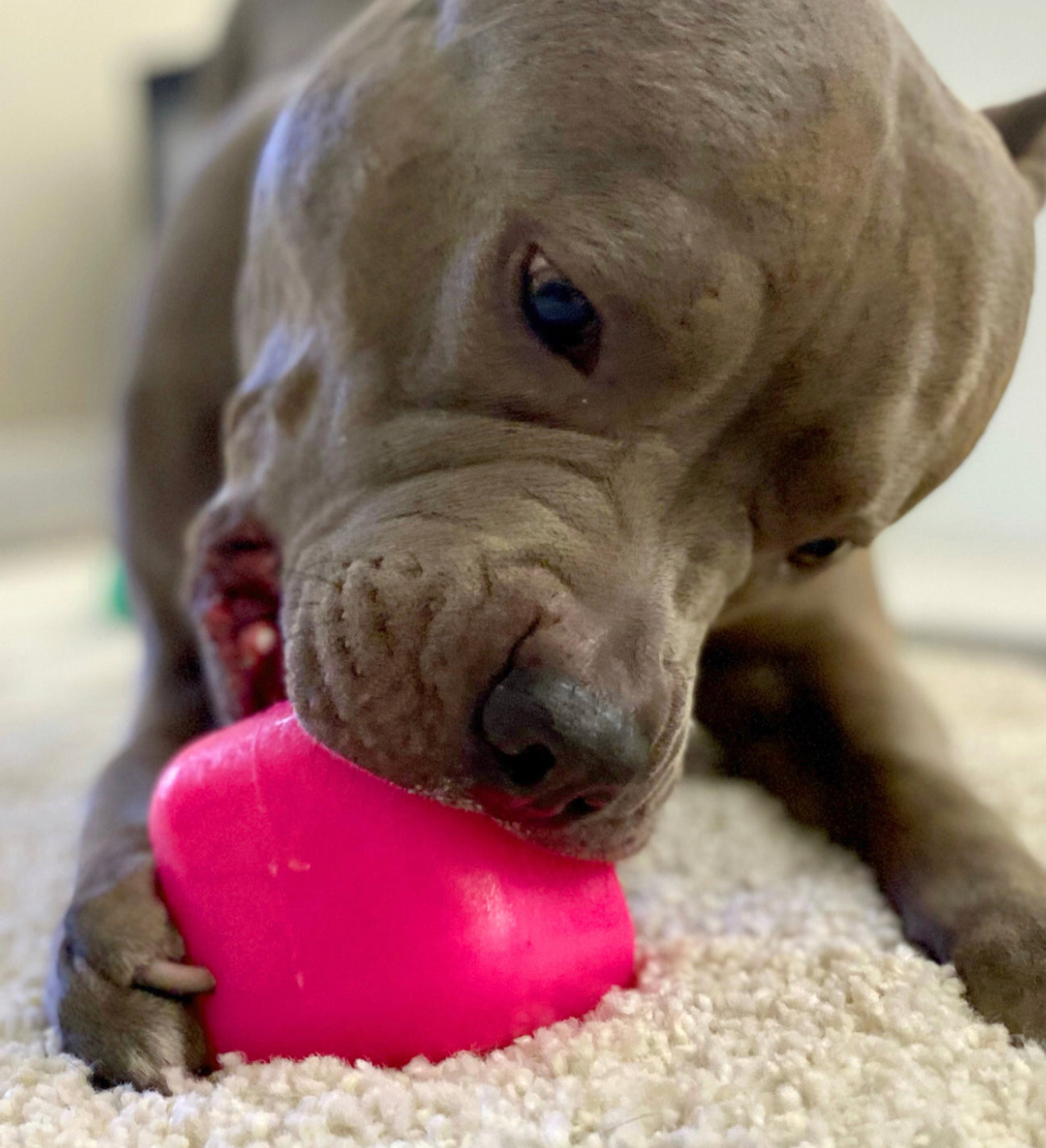 Ruff Dawg Cube (up to 18kg) – Shine Pets