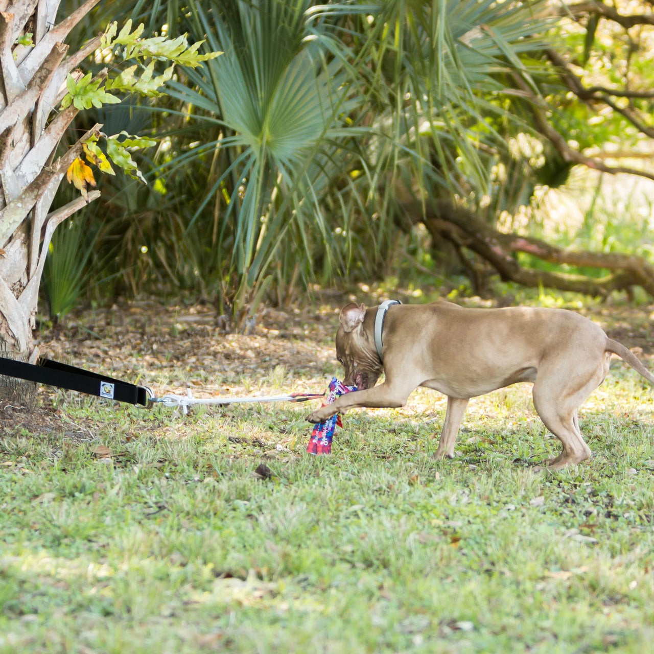 SUPER TUG - Dog exercise toy from Squishy Face Studio