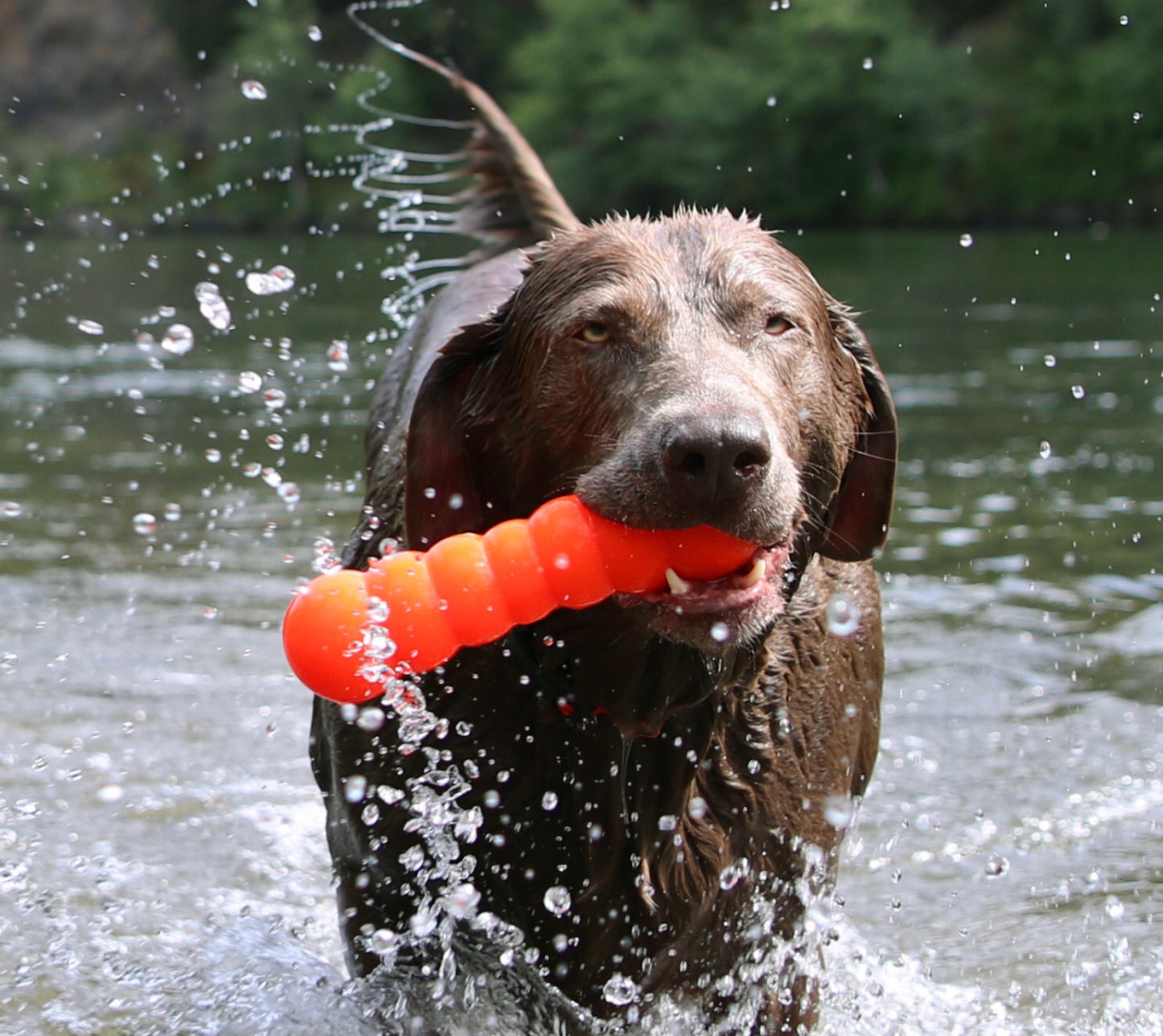 Ruff Dawg Buster