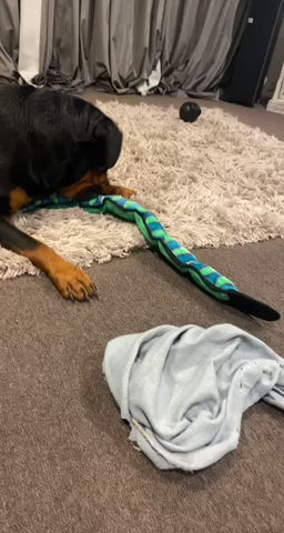 Invincibles Snake - Outward Hound