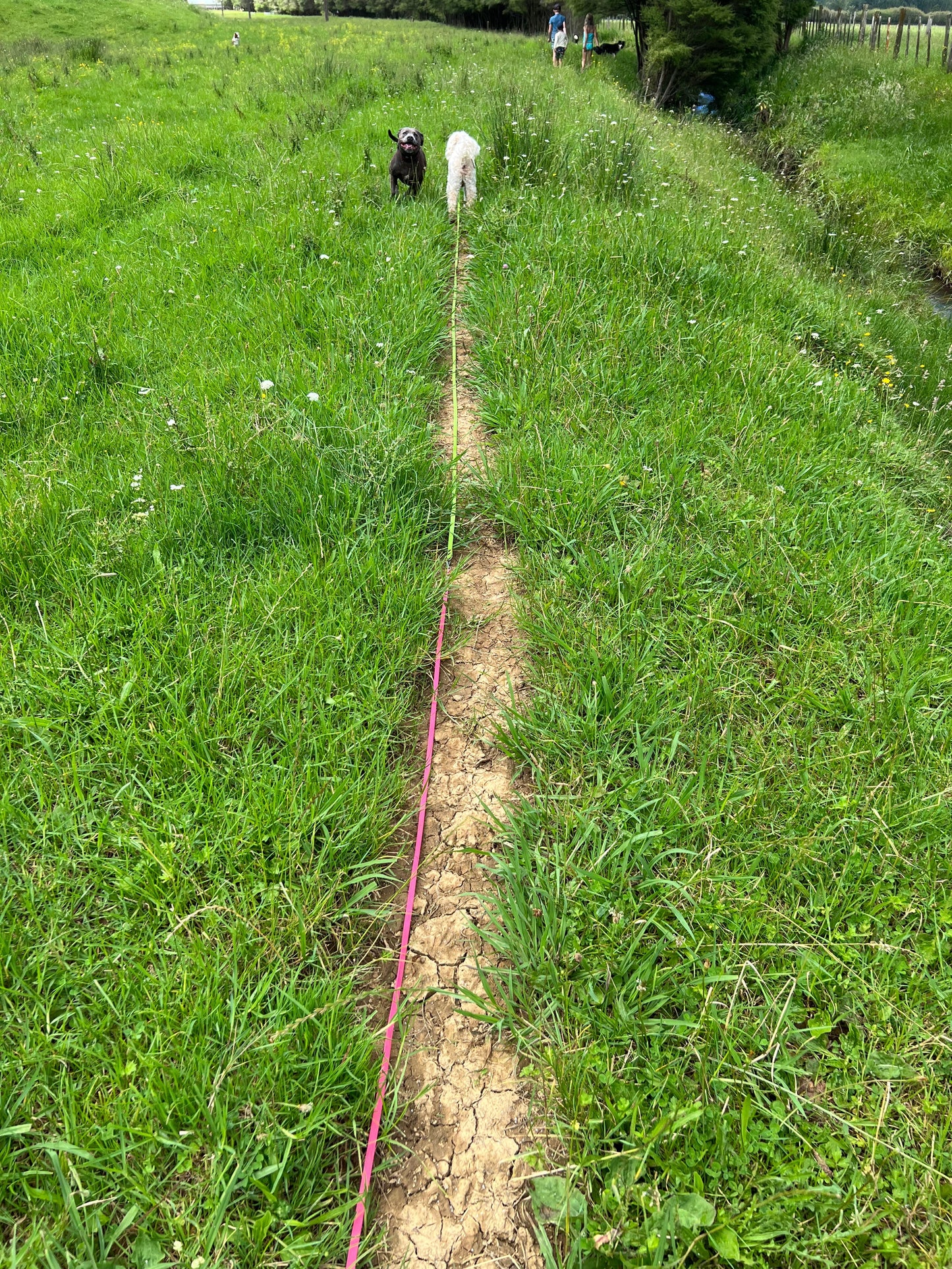 BioThane Dog Longline/Lead - 16mm wide