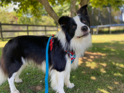 Adjustable Dog Harness - True Love