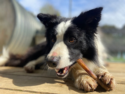 Beef Pizzle Chew/Bully Stick