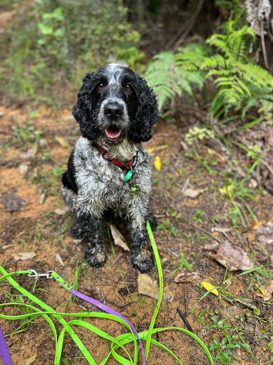 BioThane Dog Longline - Dragline - Scentline