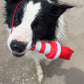 ROGZ lighthouse-The Pet Brands-Shine Pets