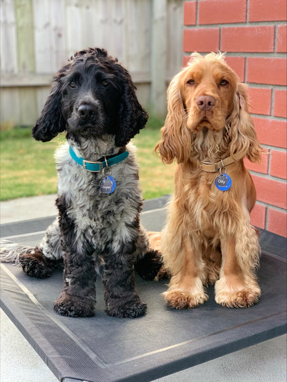 BioThane Dog Collar - Classic Buckle - Custom Single Colour