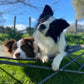 Folding/Camping Dog Bed - Outdoor Connection-Accessories-Outdoor Connection-Small-Shine Pets