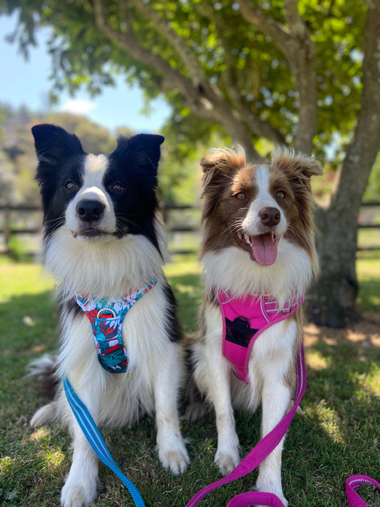 Adjustable Dog Harness - True Love-The Proud Pet Store-Purple-XS-Shine Pets