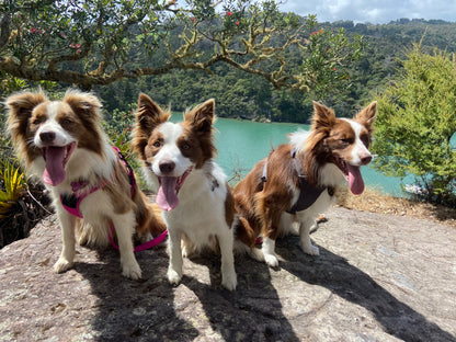 Adjustable Dog Harness - True Love