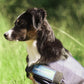 “Cool On Track” Dog Cooling Coat