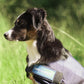 “Cool On Track” Dog Cooling Coat **$10 OFF**