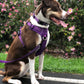Dog Collar - True Love-The Proud Pet Store-Purple-XS-Shine Pets