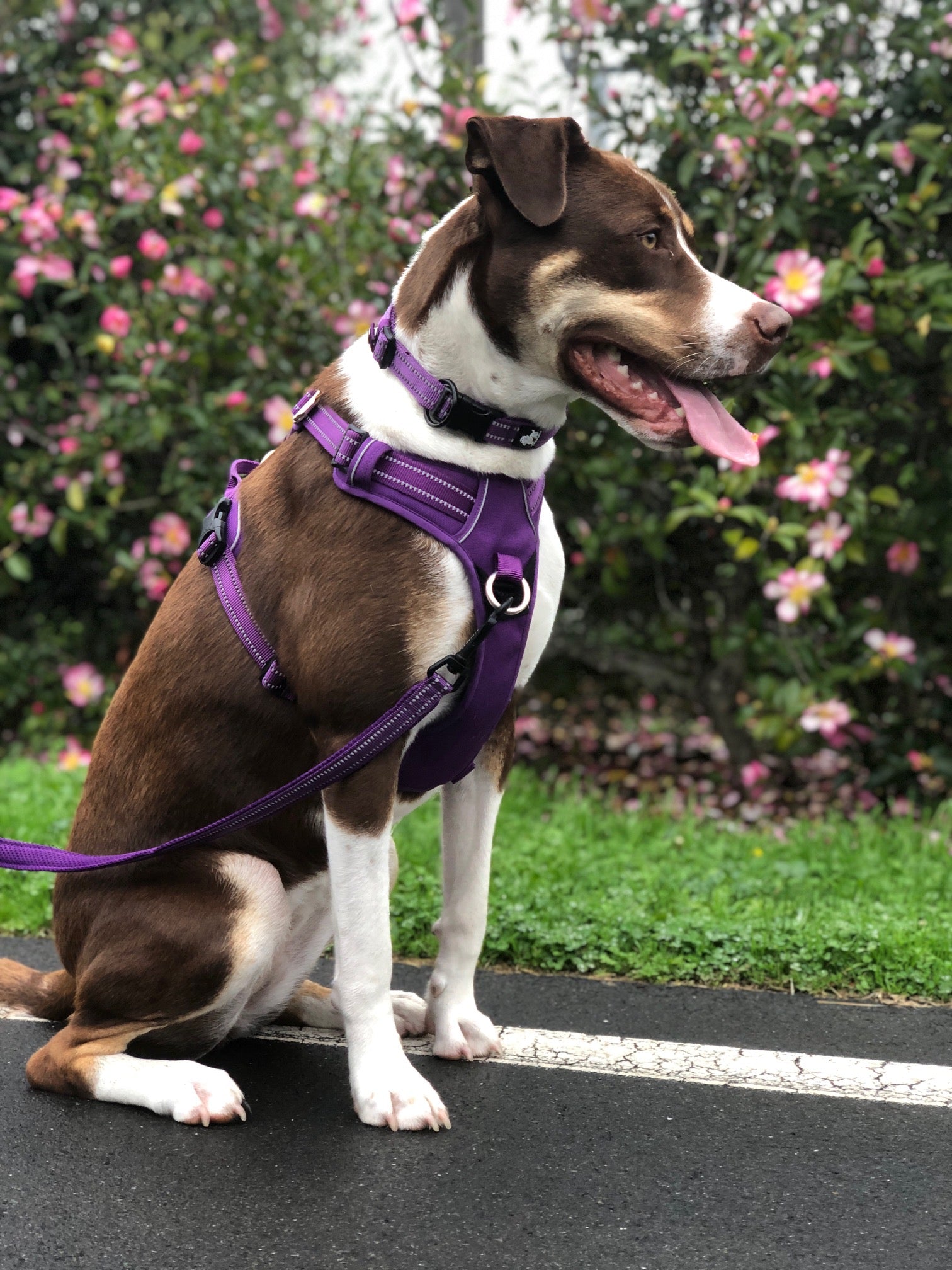 Dog Collar - True Love-The Proud Pet Store-Purple-XS-Shine Pets