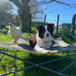 Folding/Camping Dog Bed - Outdoor Connection