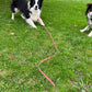 BioThane "Catch" Dog Lead (13mm)-Shine Canine-1.2m-Shine Pets