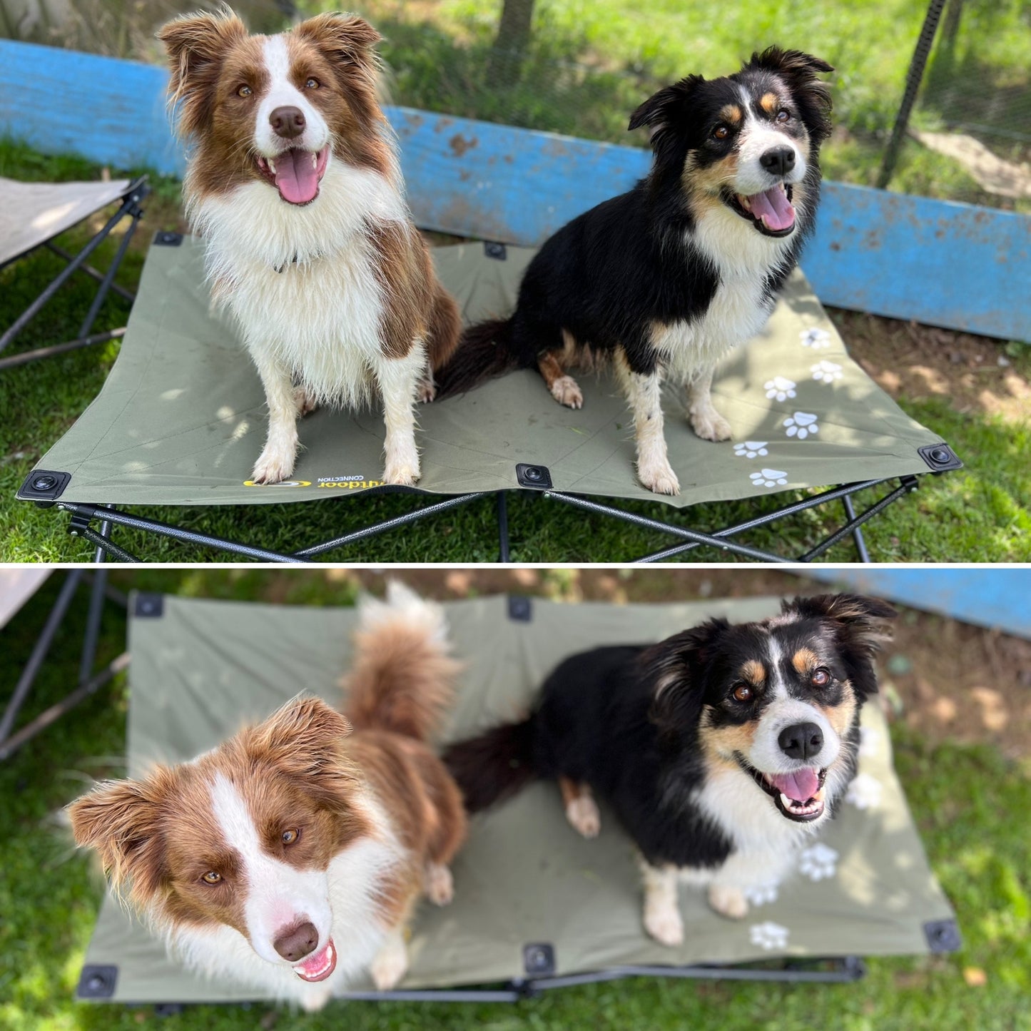 Folding/Camping Dog Bed - Outdoor Connection
