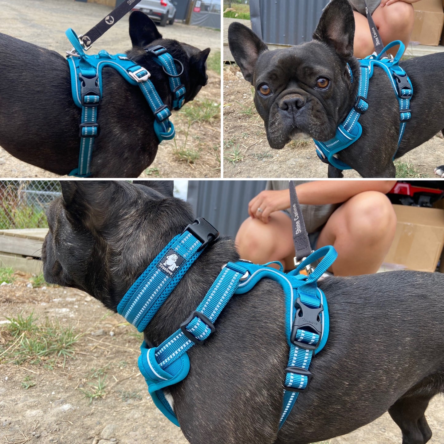 Adjustable Dog Harness - True Love