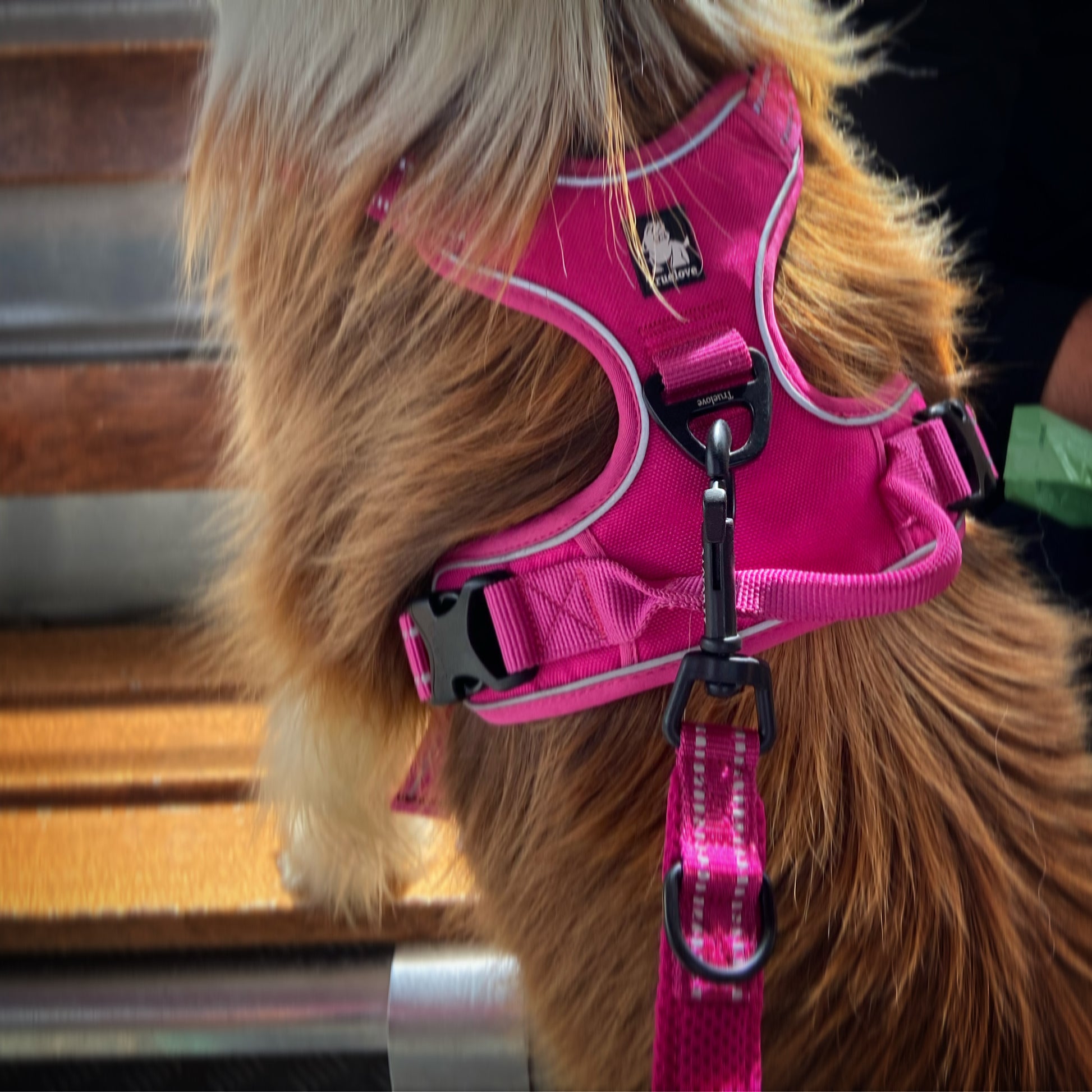 TrueLove Adjustable Dog Harness NZ Comfortable Durable – Shine
