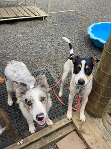 BioThane "Catch" Dog Lead (13mm)