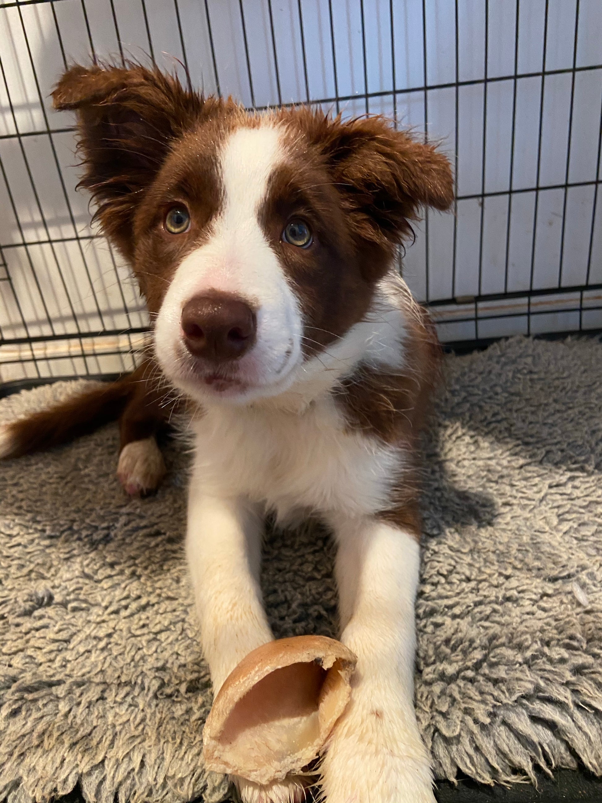 Cattle/Cow Hoof/Hooves-Chew-Best Mates-Single $3.50-Shine Pets