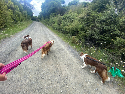 Adjustable Dog Harness - True Love